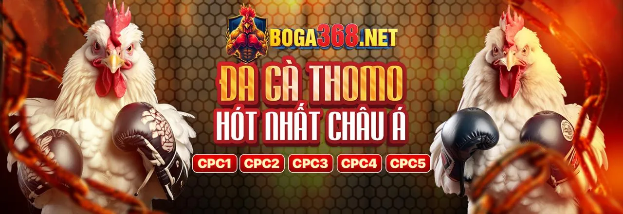 Hình ảnh đá gà trực tuyến kịch tính tại xo88 win